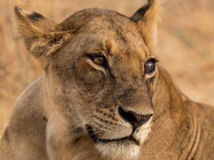 ruaha2-pgkpoyj82tsnyzekb14gdqydpgjvxsftx9b0gtrxio